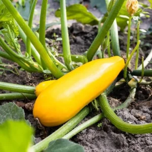 Yellow Zucchini Squash Live Seedlings - Set of 3, 4-Inch Pots, 6 Plants Total - Outdoor Vegetable - Image 10