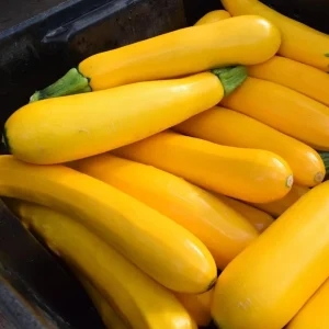 Yellow Zucchini Squash Live Seedlings - Set of 3, 4-Inch Pots, 6 Plants Total - Outdoor Vegetable - Image 2