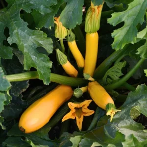 Yellow Zucchini Squash Live Seedlings - Set of 3, 4-Inch Pots, 6 Plants Total - Outdoor Vegetable - Image 3