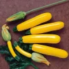 Yellow Zucchini Squash Live Seedlings - Set of 3, 4-Inch Pots, 6 Plants Total - Outdoor Vegetable - Image 1
