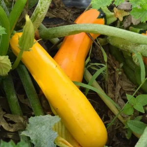 Yellow Zucchini Squash Live Seedlings - Set of 3, 4-Inch Pots, 6 Plants Total - Outdoor Vegetable - Image 4
