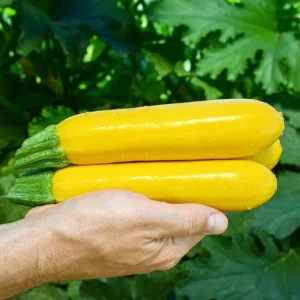 Yellow Zucchini Squash Live Seedlings - Set of 3, 4-Inch Pots, 6 Plants Total - Outdoor Vegetable - Image 5