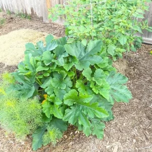 Yellow Zucchini Squash Live Seedlings - Set of 3, 4-Inch Pots, 6 Plants Total - Outdoor Vegetable - Image 6