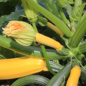 Yellow Zucchini Squash Live Seedlings - Set of 3, 4-Inch Pots, 6 Plants Total - Outdoor Vegetable - Image 8
