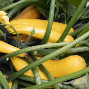 Yellow Zucchini Squash Live Seedlings - Set of 3, 4-Inch Pots, 6 Plants Total - Outdoor Vegetable - Image 9