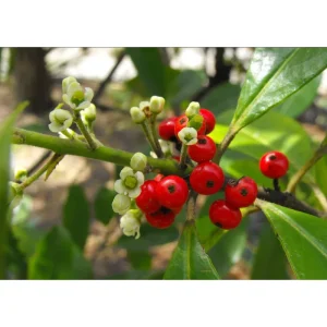 Yerba Mate Live Plant - Ilex Paraguariensis Starter, 5-9 Inch Tall, Tea Plant - Image 2