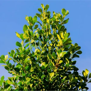 Yerba Mate Live Plant - Ilex Paraguariensis Starter, 5-9 Inch Tall, Tea Plant - Image 3