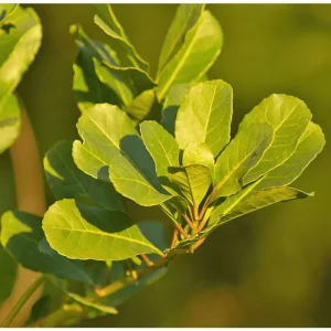 Yerba Mate Live Plant - Ilex Paraguariensis Starter, 5-9 Inch Tall, Tea Plant - Image 4