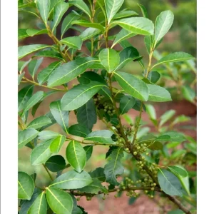 Yerba Mate Live Plant - Ilex Paraguariensis Starter, 5-9 Inch Tall, Tea Plant - Image 6