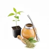 Yerba Mate Live Plant - Ilex Paraguariensis Starter, 5-9 Inch Tall, Tea Plant - Image 1
