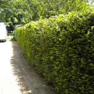 Yew Dark Green Spreader Cuttings - Set of 12 Unrooted for Outdoor Planting - Image 2