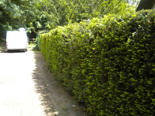 Yew Dark Green Spreader Cuttings - Set of 12 Unrooted for Outdoor Planting - Image 2