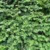 Yew Dark Green Spreader Cuttings - Set of 12 Unrooted for Outdoor Planting - Image 1