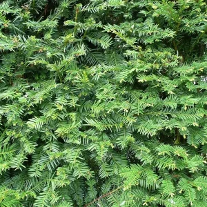 Yew Dark Green Spreader Cuttings - Set of 12 Unrooted for Outdoor Planting - Image 1