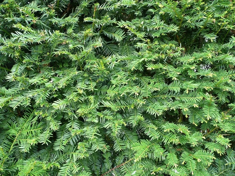 Yew Dark Green Spreader Cuttings - Set of 12 Unrooted for Outdoor Planting - Image 1