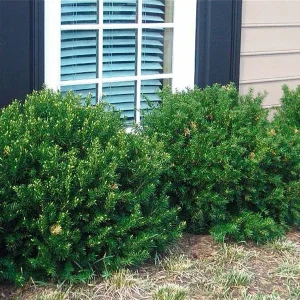 Yew Dark Green Spreader Cuttings - Set of 12 Unrooted for Outdoor Planting - Image 4