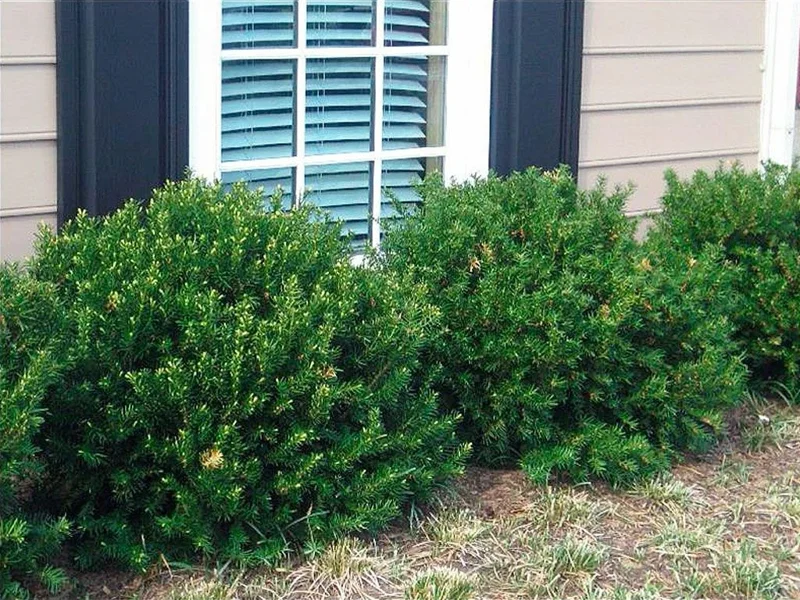 Yew Dark Green Spreader Cuttings - Set of 12 Unrooted for Outdoor Planting - Image 4