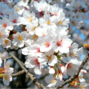 Yoshino Cherry Tree Live Plant – 2.5-inch Pot, Outdoor Flowering Tree - Image 2