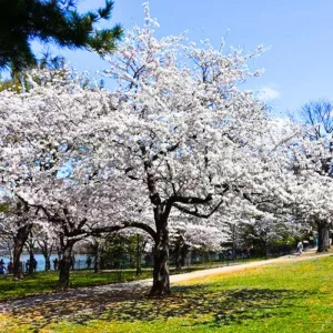 Yoshino Cherry Tree Live Plant – 2.5-inch Pot, Outdoor Flowering Tree - Image 5