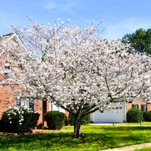 Yoshino Cherry Tree Live Plant – 2.5-inch Pot, Outdoor Flowering Tree - Image 7