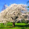 Yoshino Cherry Tree Live Plant – 2.5-inch Pot, Outdoor Flowering Tree - Image 1
