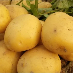 Yukon Gold Seed Potatoes - 2 Lbs Tubers for Planting - Yellow Potato Seeds - Image 5