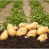 Yukon Gold Seed Potatoes - 2 Lbs Tubers for Planting - Yellow Potato Seeds - Image 1