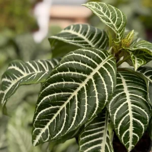 Zebra Plant Aphelandra Squarrosa Live Indoor Plant, 4 Inch Pot - Image 2