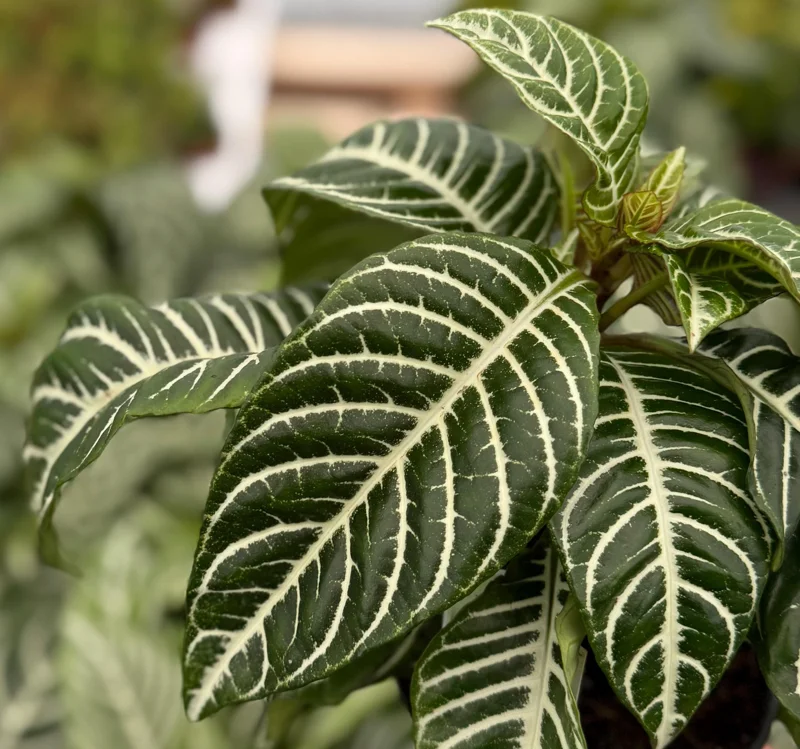 Zebra Plant Aphelandra Squarrosa Live Indoor Plant in 4 Inch Pot - Image 2