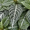Zebra Plant Aphelandra Squarrosa Live Indoor Plant in 4 Inch Pot - Image 1
