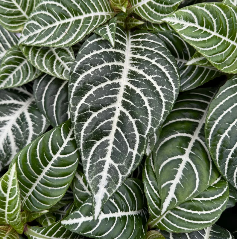 Zebra Plant Aphelandra Squarrosa Live Indoor Plant in 4 Inch Pot - Image 1
