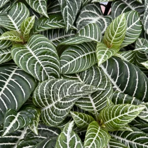 Zebra Plant Aphelandra Squarrosa Live Indoor Plant, 4 Inch Pot - Image 3