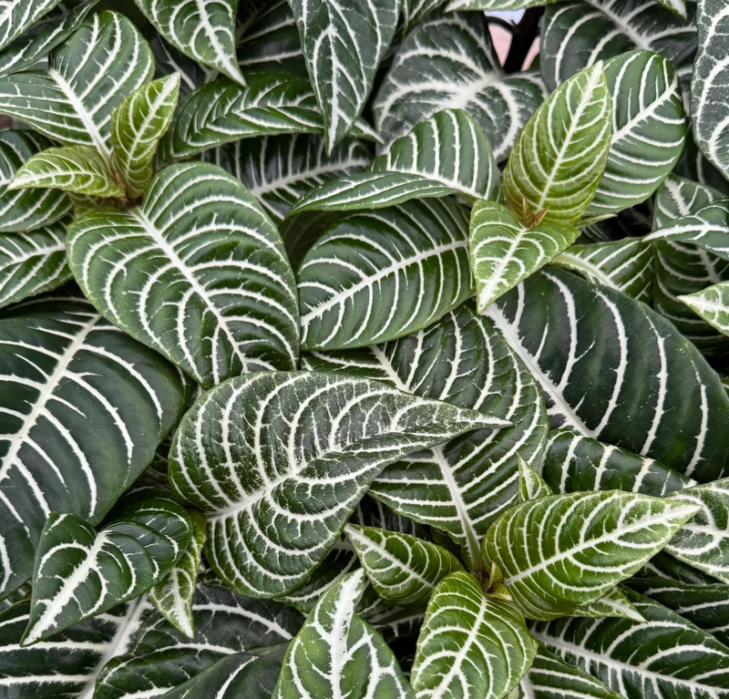 Zebra Plant Aphelandra Squarrosa Live Indoor Plant, 4 Inch Pot - Image 3
