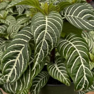 Zebra Plant Aphelandra Squarrosa Live Indoor Plant, 4 Inch Pot - Image 4