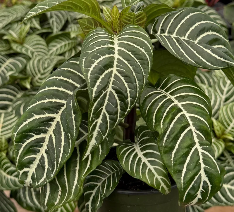 Zebra Plant Aphelandra Squarrosa Live Indoor Plant, 4 Inch Pot - Image 4