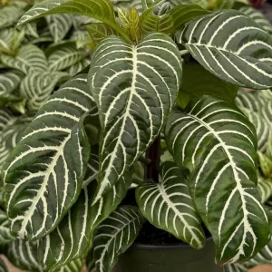 Zebra Plant Aphelandra Squarrosa Live Indoor Plant in 4 Inch Pot - Image 4