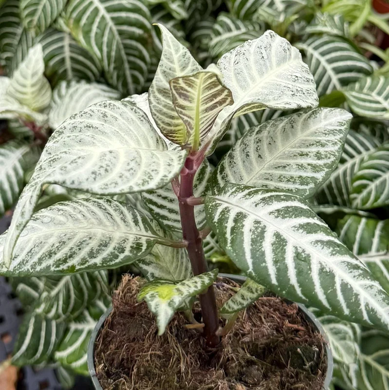 Zebra Plant Aphelandra Squarrosa Live Indoor Plant, 4 Inch Pot - Image 5