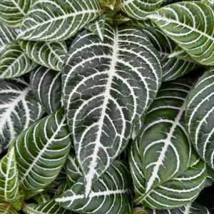 Zebra Plant Aphelandra Squarrosa Live Indoor Plant, 4 Inch Pot - Image 1