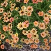 Zinnia Profusion Apricot Live Plug Plant – Set of 2 – 2-5 Inch Tall – Outdoor Flower - Image 1
