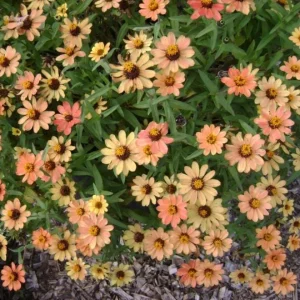 Zinnia Profusion Apricot Live Plug Plant – Set of 2 – 2-5 Inch Tall – Outdoor Flower - Image 1