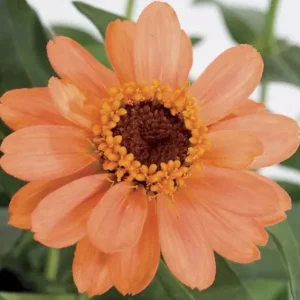 Zinnia Profusion Apricot Live Plug Plant – Set of 2 – 2-5 Inch Tall – Outdoor Flower - Image 2