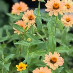Zinnia Profusion Apricot Live Plug Plant – Set of 2 – 2-5 Inch Tall – Outdoor Flower - Image 3