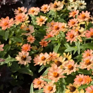Zinnia Profusion Apricot Live Plug Plant – Set of 2 – 2-5 Inch Tall – Outdoor Flower - Image 4