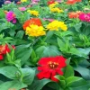 Zinnia Short Stuff Mix Seeds - Dwarf Zinnia elegans - 1000 Count - Full Sun Annual - Image 1