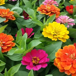 Zinnia Short Stuff Mix Seeds - Dwarf Zinnia elegans - 1000 Count - Full Sun Annual - Image 2