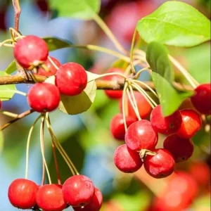 Zumi Crabapple Bare Root Trees for Planting - Set of 2, 6-12 Inch Tall, Flowering Outdoor Plant - Image 2