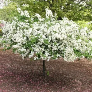Zumi Crabapple Bare Root Trees for Planting - Set of 2, 6-12 Inch Tall, Flowering Outdoor Plant - Image 6