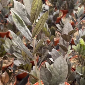 ZZ Plant Black Raven Live Plant – Zamioculcas Zamiifolia – 4-6 Inch Pot – Indoor Houseplant - Image 2