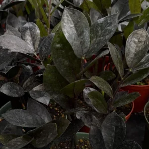 ZZ Plant Black Raven Live Plant – Zamioculcas Zamiifolia – 4-6 Inch Pot – Indoor Houseplant - Image 3