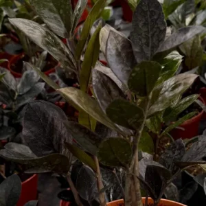 ZZ Plant Black Raven Live Plant – Zamioculcas Zamiifolia – 4-6 Inch Pot – Indoor Houseplant - Image 4